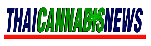 ข่าวกัญชา , ข่าวกัญชาไทย , Thaicannabisnews , Thaicannabisnews.com